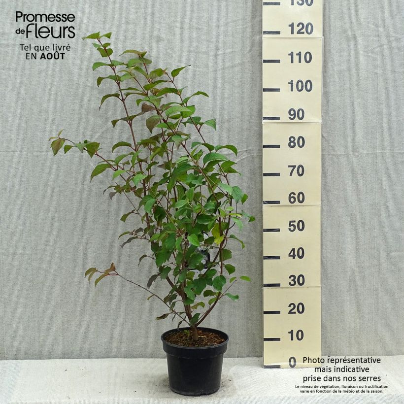 Esimerkki kesällä toimitetusta Lumipalloangervo Opening Day Pot de 3L/4L-taimesta