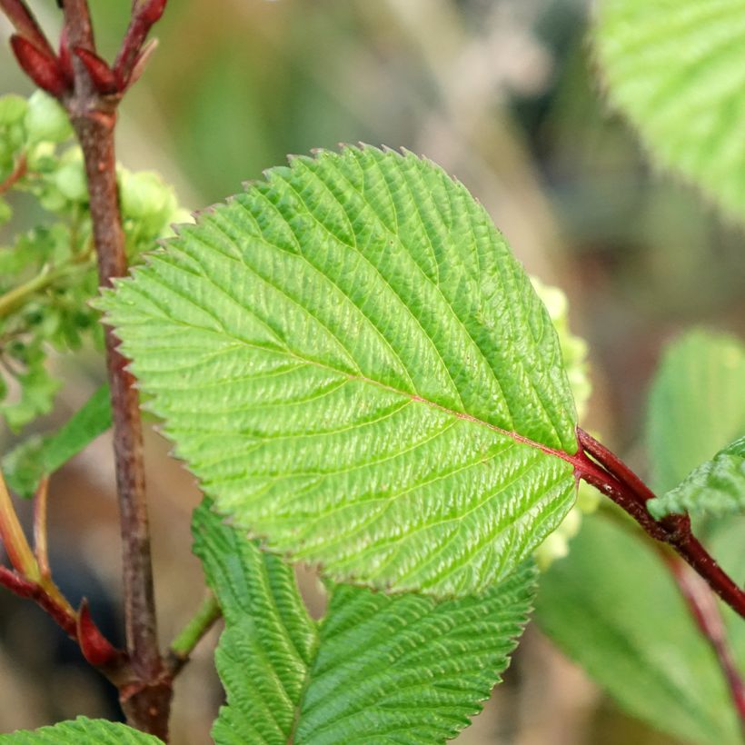 Lumipalloangervo Rotundifolium (Lehvistö)