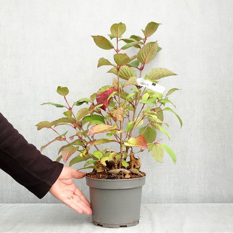 Esimerkki syksyllä toimitetusta Lumipalloangervo Rotundifolium 3 litran/4 litran ruukku-taimesta