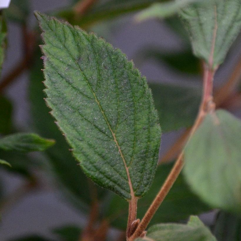 Lumipalloangervo Watanabe (Lehvistö)