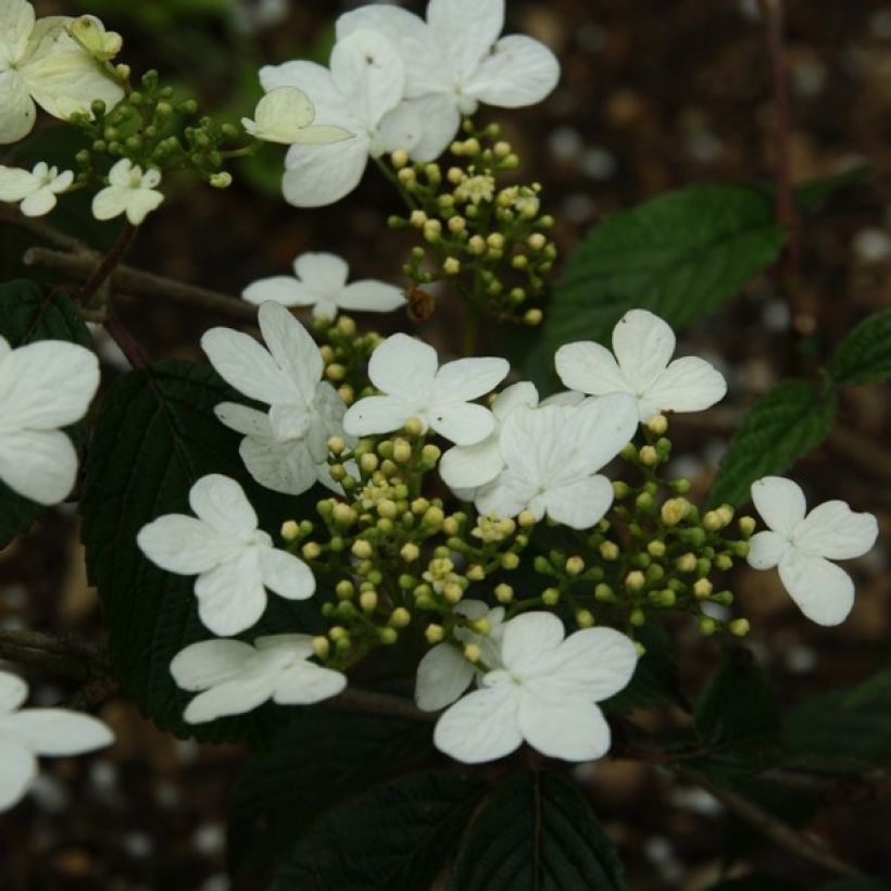 Lumipalloangervo Watanabe (Kukinta)