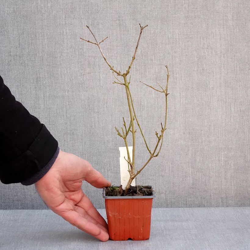 Esimerkki talvella toimitetusta Lumipalloangervo Watanabe 8/9 cm taimiruukku-taimesta