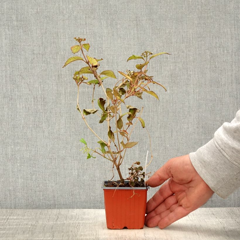 Esimerkki keväällä toimitetusta Lumipalloangervo Watanabe Godet de 8/9 cm-taimesta