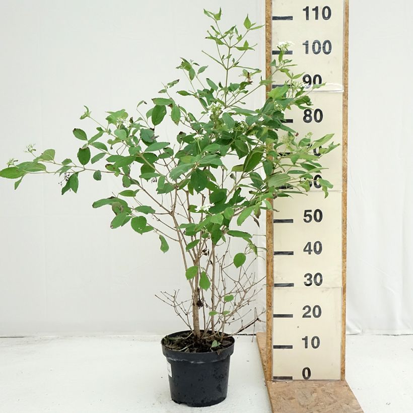 Esimerkki kesällä toimitetusta Lumipalloangervo Watanabe Pot de 3L/4L-taimesta