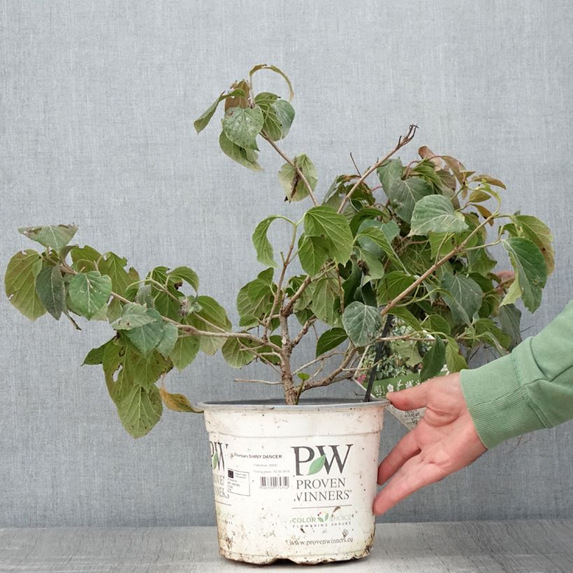 Esimerkki kesällä toimitetusta Heisi Shiny Dancer Pot de 3L/4L-taimesta