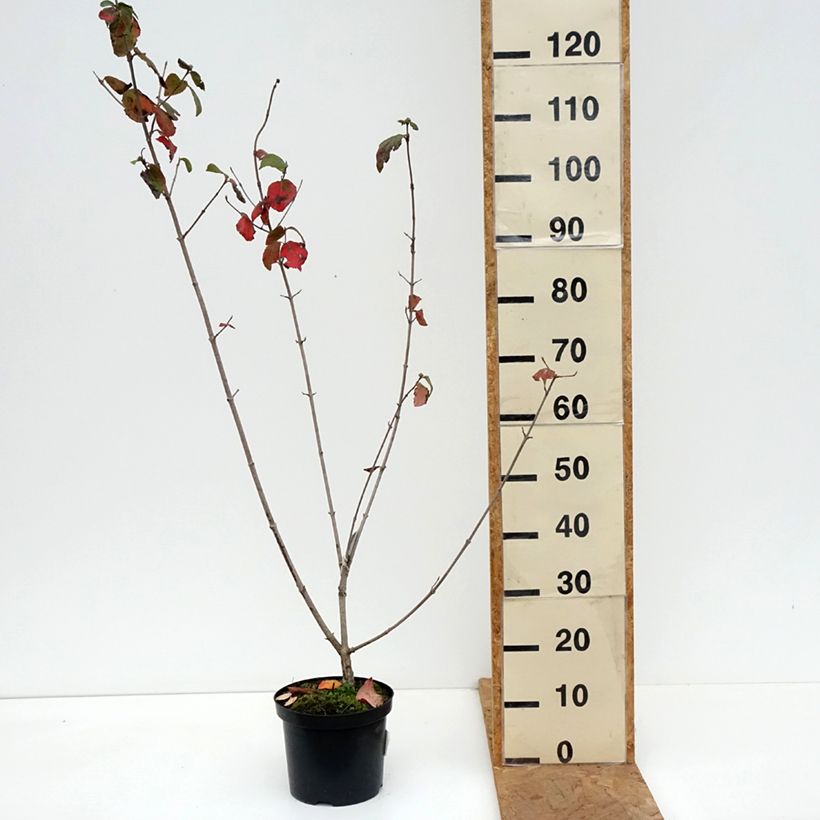 Esimerkki syksyllä toimitetusta Bollolvon - Viburnum x carlcephalum 3 litran/4 litran ruukku-taimesta