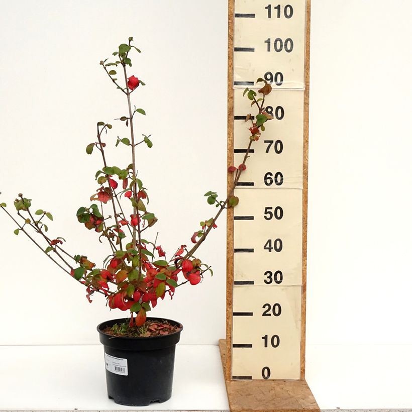 Esimerkki syksyllä toimitetusta Bollolvon - Viburnum x carlcephalum 7,5 litran / 10 litran ruukku-taimesta