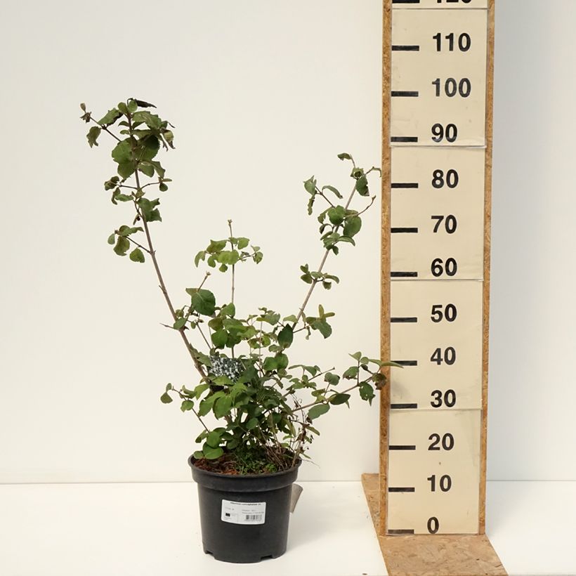 Esimerkki kesällä toimitetusta Bollolvon - Viburnum x carlcephalum Ruukku 7,5L / 10L-taimesta