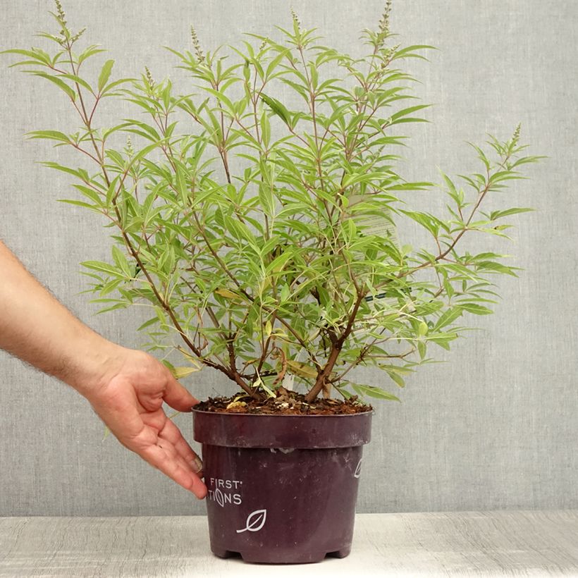 Esimerkki kesällä toimitetusta Siveydenpuu Blue Puffball Ruukku 3L / 4L-taimesta