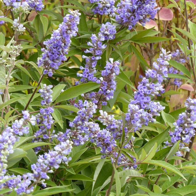Siveydenpuu Latifolia (Kukinta)