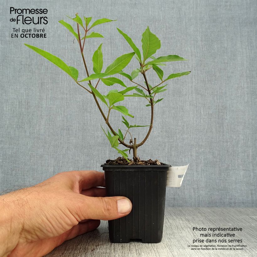 Esimerkki syksyllä toimitetusta Siveydenpuu Latifolia 8/9 cm taimiruukku-taimesta