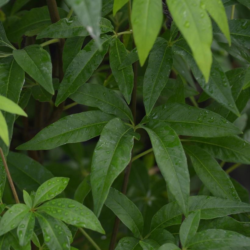 Siveydenpuu Latifolia (Lehvistö)