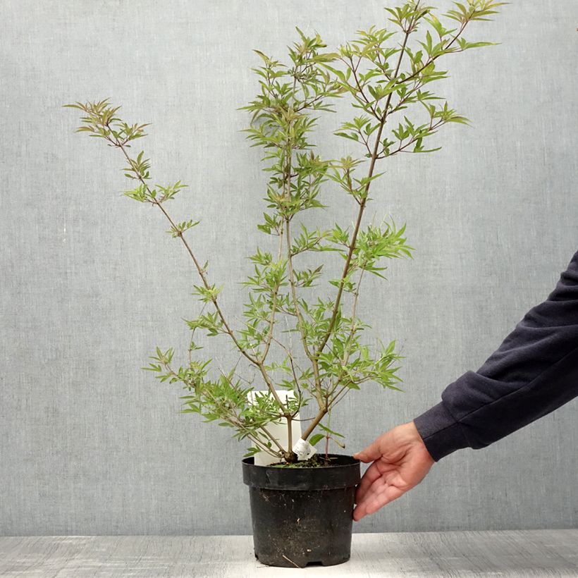 Esimerkki kesällä toimitetusta Siveydenpuu Pink Pinnacle Pot de 3L/4L-taimesta