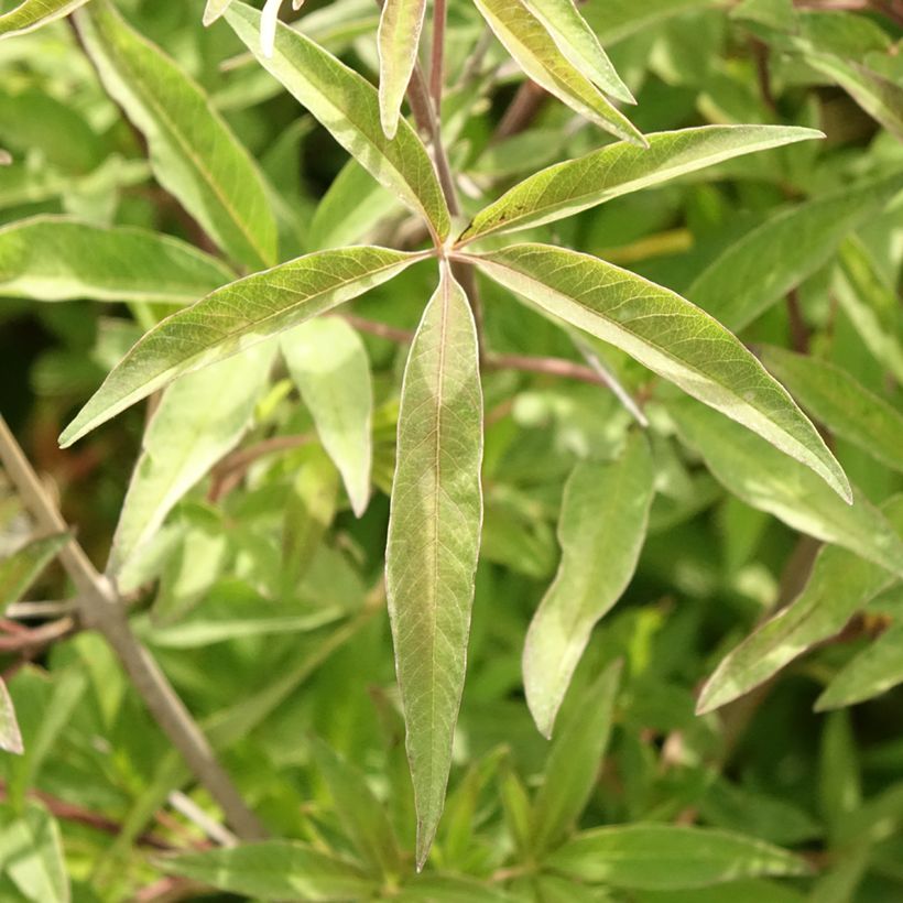 Siveydenpuu Pink Pinnacle (Lehvistö)