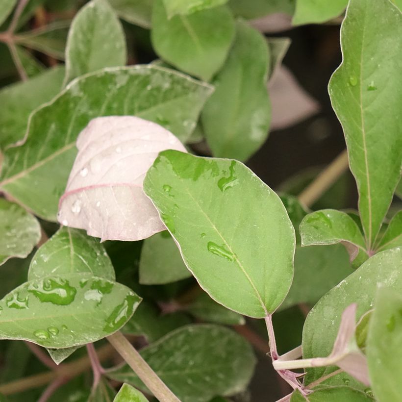 Siveydenpuu Purpurea (Lehvistö)