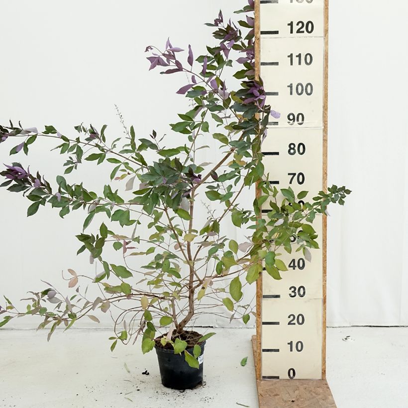 Esimerkki syksyllä toimitetusta Siveydenpuu Purpurea 3 litran/4 litran ruukku-taimesta