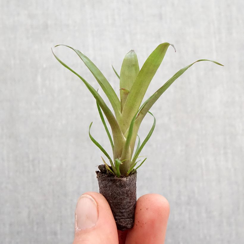 Esimerkki keväällä toimitetusta Vriesea Christiane Mini-plante-taimesta