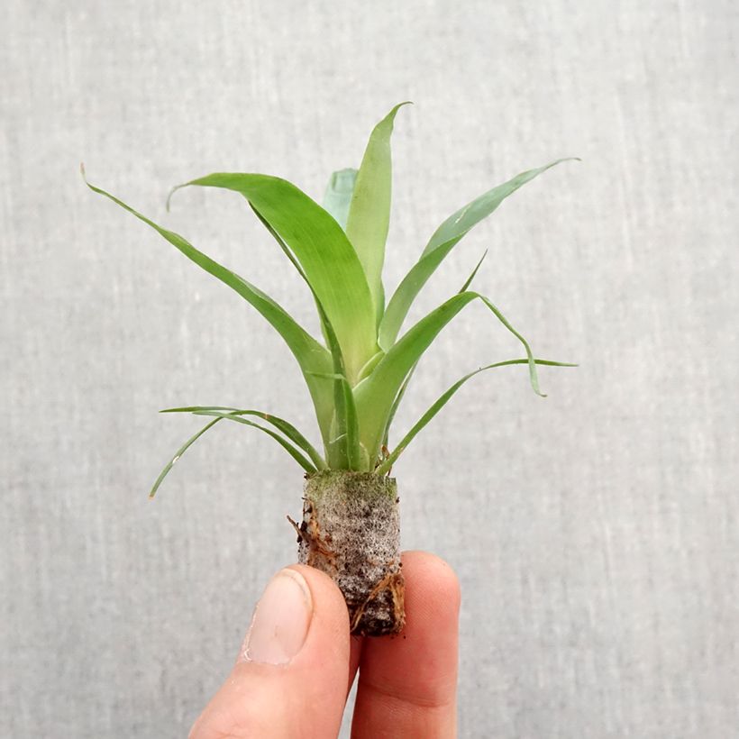 Esimerkki keväällä toimitetusta Vriesea Delphinus Mini-plante-taimesta