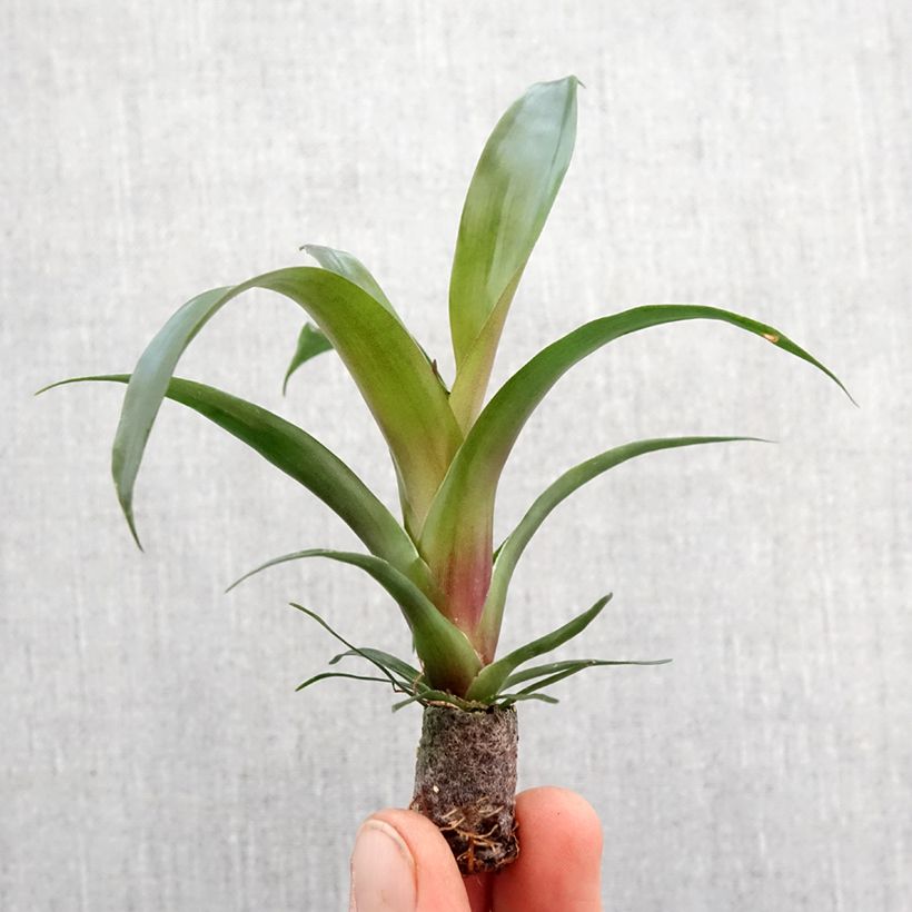 Esimerkki keväällä toimitetusta Vriesea Ida Mini-plante-taimesta