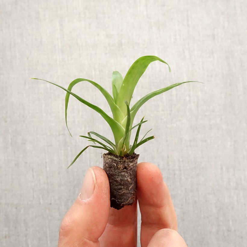 Esimerkki keväällä toimitetusta Vriesea Kallisto Mini-plante-taimesta