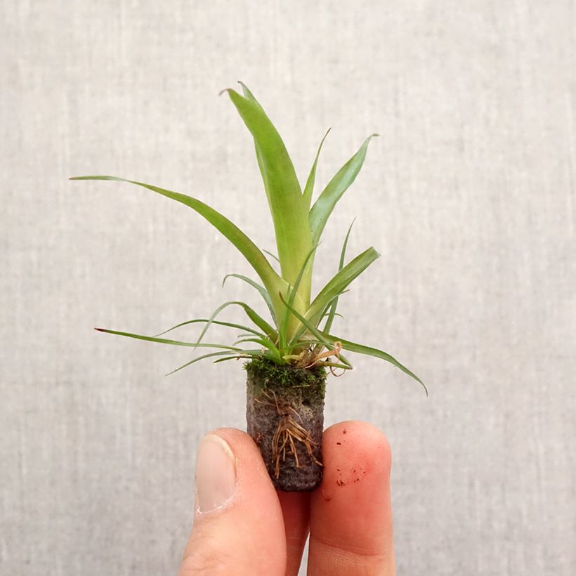 Esimerkki keväällä toimitetusta Vriesea Madonna Mini-motte Ø 3/4 cm-taimesta