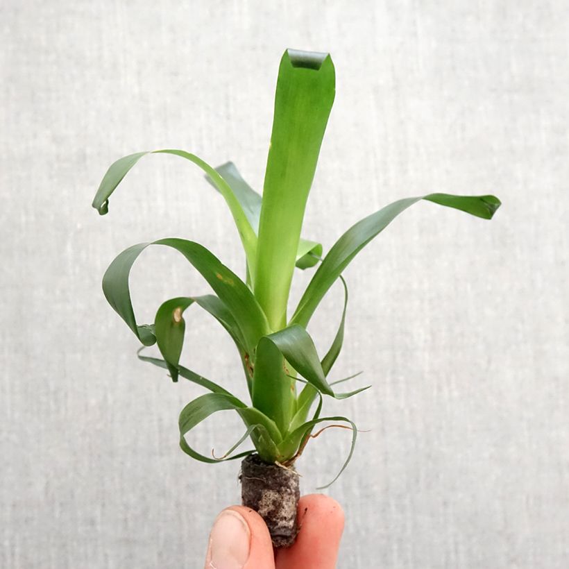 Esimerkki keväällä toimitetusta Vriesea Vogue Mini-plante-taimesta