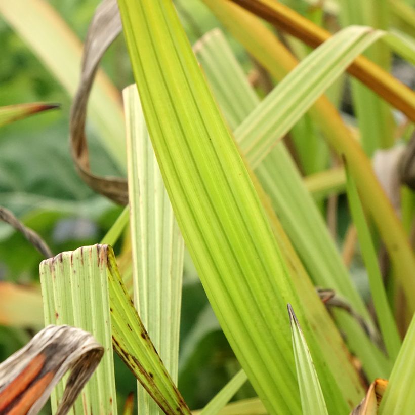 Wachendorfia thyrsiflora (Lehvistö)