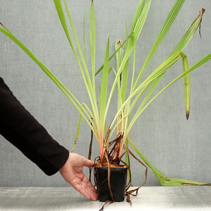 Esimerkki syksyllä toimitetusta Wachendorfia thyrsiflora 10 cm/11 cm ruukku-taimesta