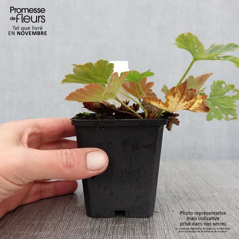 Esimerkki syksyllä toimitetusta Mätäsansikka - Waldsteinia geoides 8/9 cm taimiruukku-taimesta