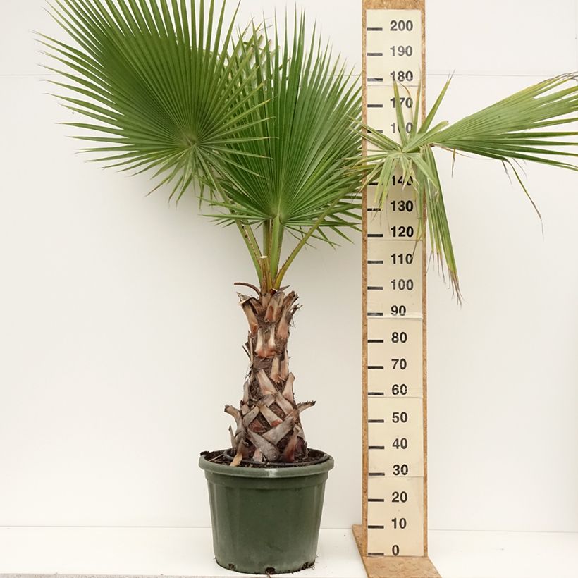 Esimerkki kesällä toimitetusta Bulevardipalmu - Washingtonia robusta Pot de 50L/55L-taimesta
