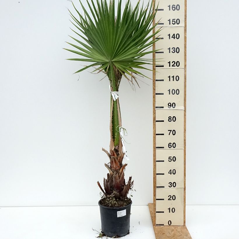 Esimerkki kesällä toimitetusta Bulevardipalmu - Washingtonia robusta Pot de 7,5L/10L-taimesta