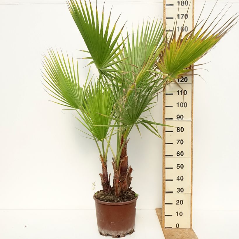 Esimerkki kesällä toimitetusta Bulevardipalmu - Washingtonia robusta Pot de 20L/25L-taimesta