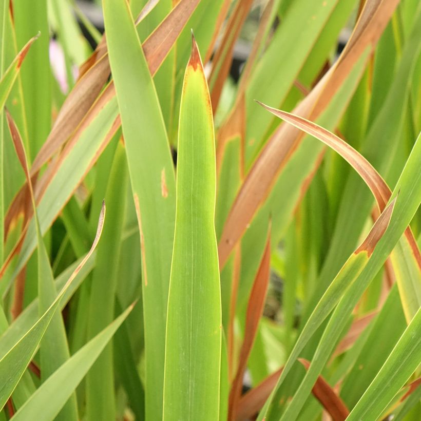 Kapinsapeli - Watsonia borbonica (Lehvistö)