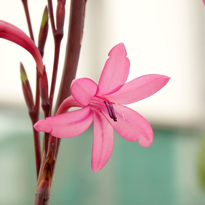 Kapinsapeli - Watsonia borbonica (Kukinta)