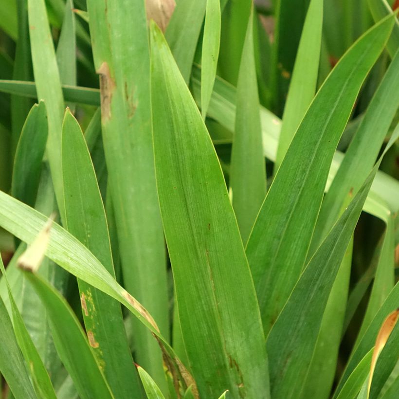 Sapeli - Watsonia gigantea (Lehvistö)