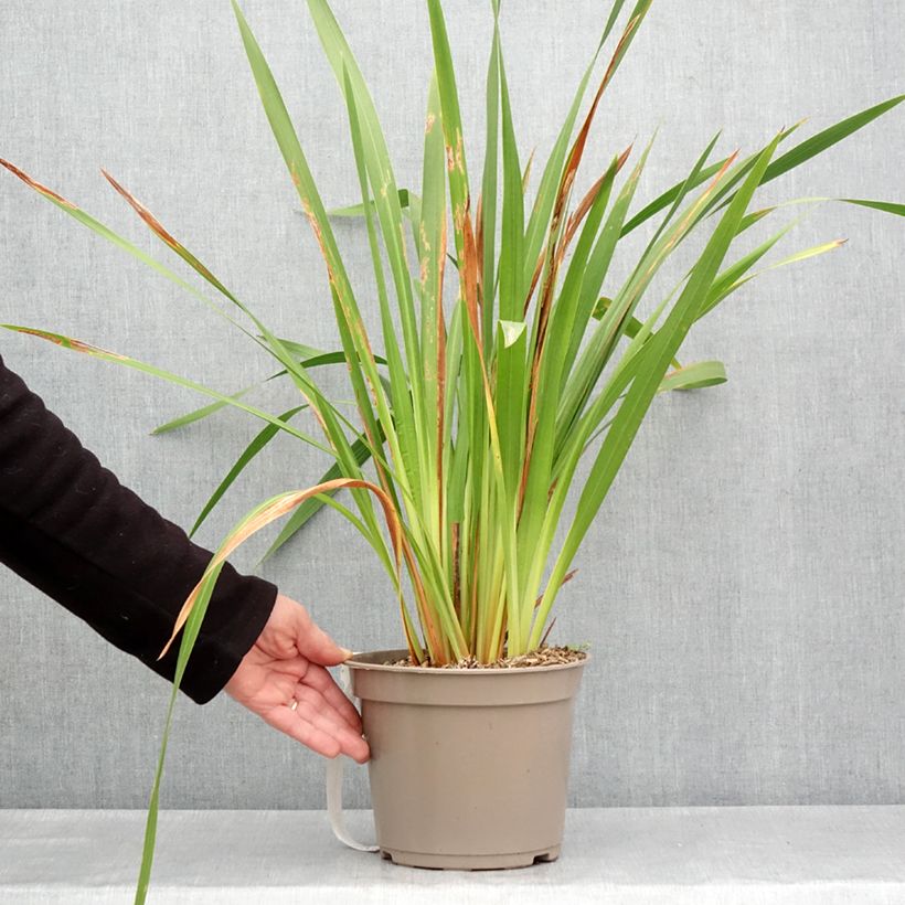 Esimerkki keväällä toimitetusta Watsonia gigantea - Watsonie Pot de 4L/5L calibre 10+-taimesta