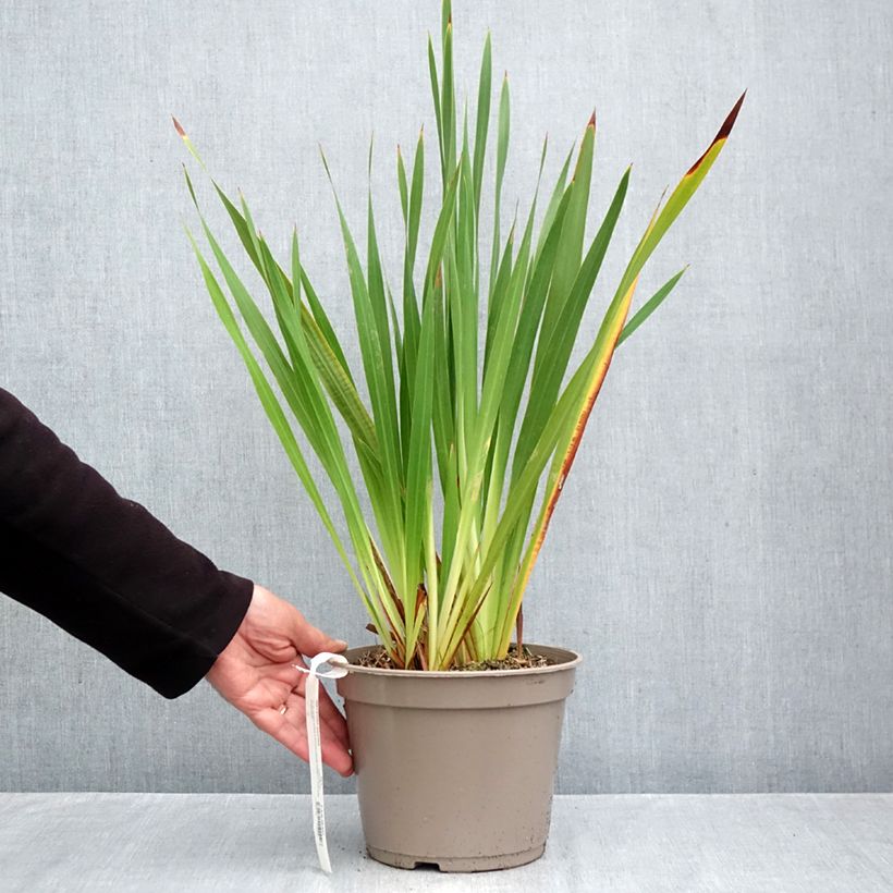 Esimerkki syksyllä toimitetusta Sapeli - Watsonia gigantea 4 litran/5 litran ruukku Koko 10+-taimesta
