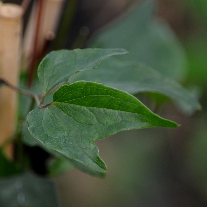 Dregea sinensis (Lehvistö)