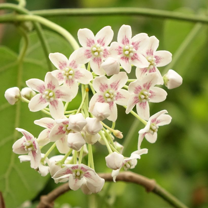 Dregea sinensis (Kukinta)