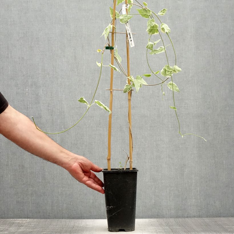 Esimerkki kesällä toimitetusta Wattakaka sinensis Variegata Pot de 2L/3L-taimesta