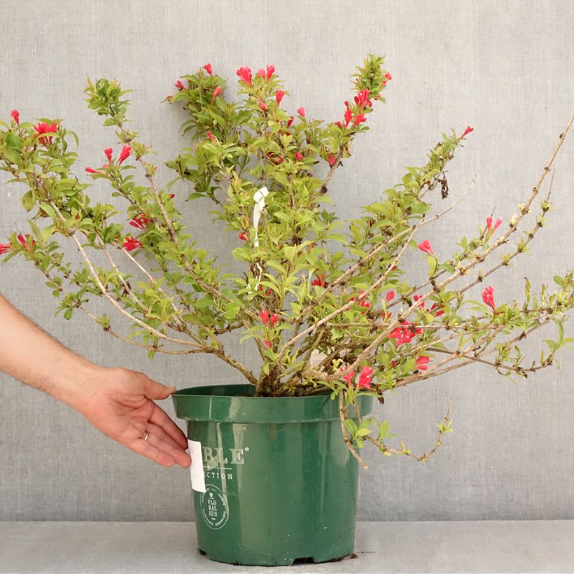 Esimerkki kesällä toimitetusta Komeakotakuusama All Summer Red Pot de 7,5L/10L-taimesta