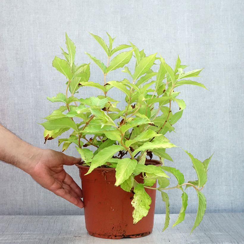 Esimerkki kesällä toimitetusta Weigela Briant Rubidor Olympiade Pot de 4L/5L-taimesta