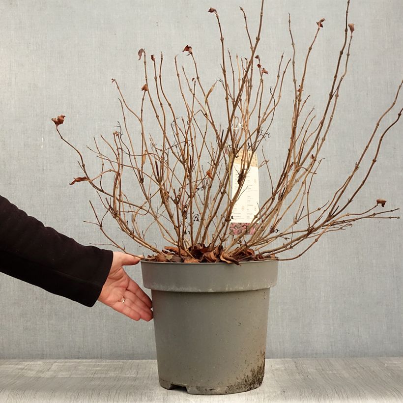Esimerkki syksyllä toimitetusta Weigela florida Alexandra - Weigélia Pot de 4L/5L-taimesta