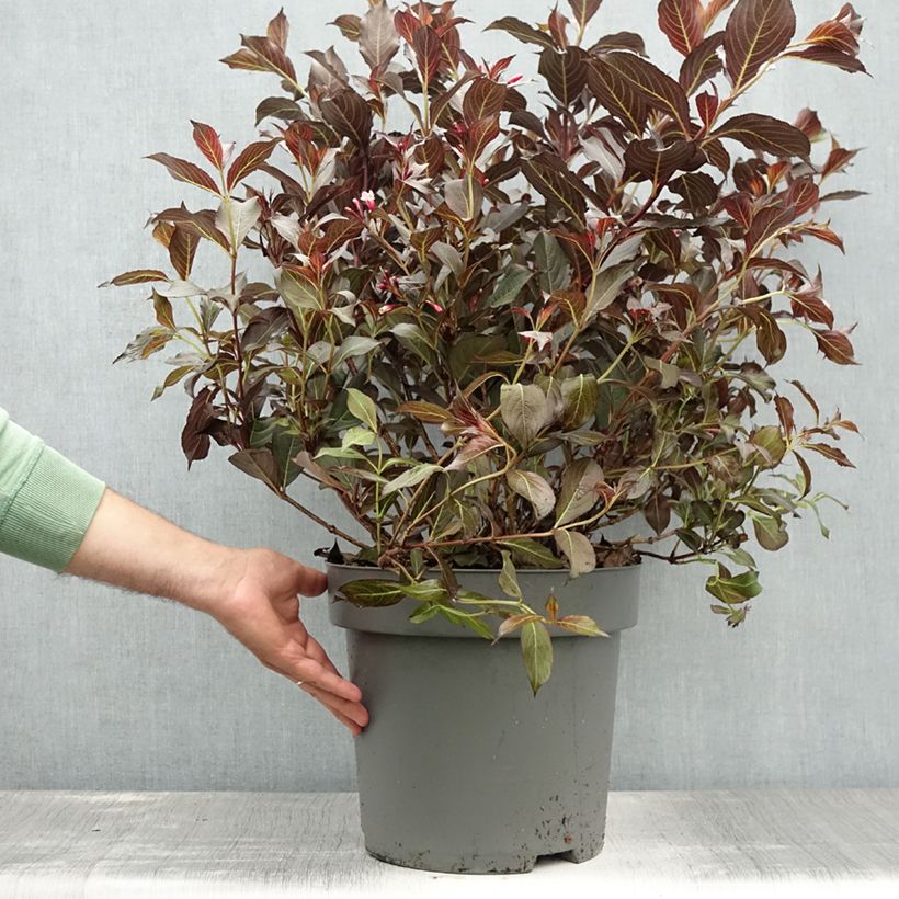 Esimerkki kesällä toimitetusta Komeakotakuusama Alexandra Pot de 4L/5L-taimesta