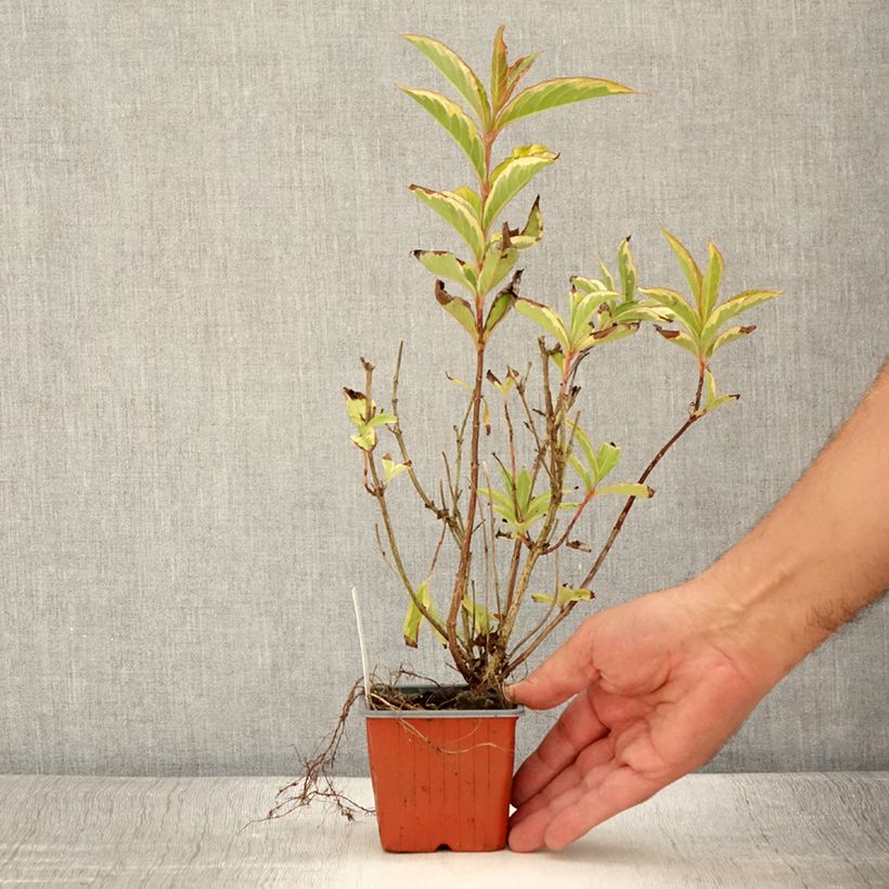 Esimerkki kesällä toimitetusta Komeakotakuusama Brigela Godet de 8/9 cm-taimesta
