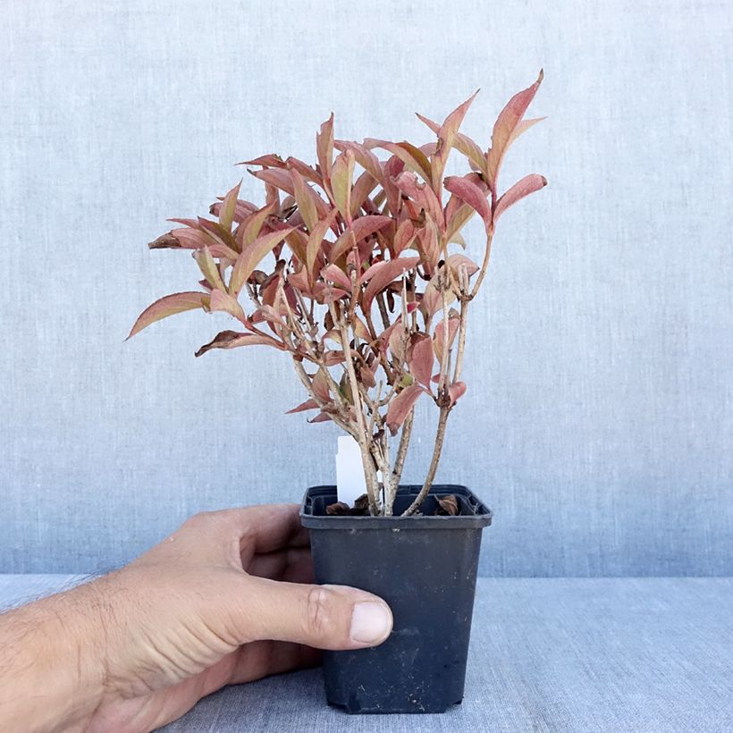 Esimerkki kesällä toimitetusta Komeakotakuusama Bristol Ruby Taimiruukku 8/9 cm-taimesta