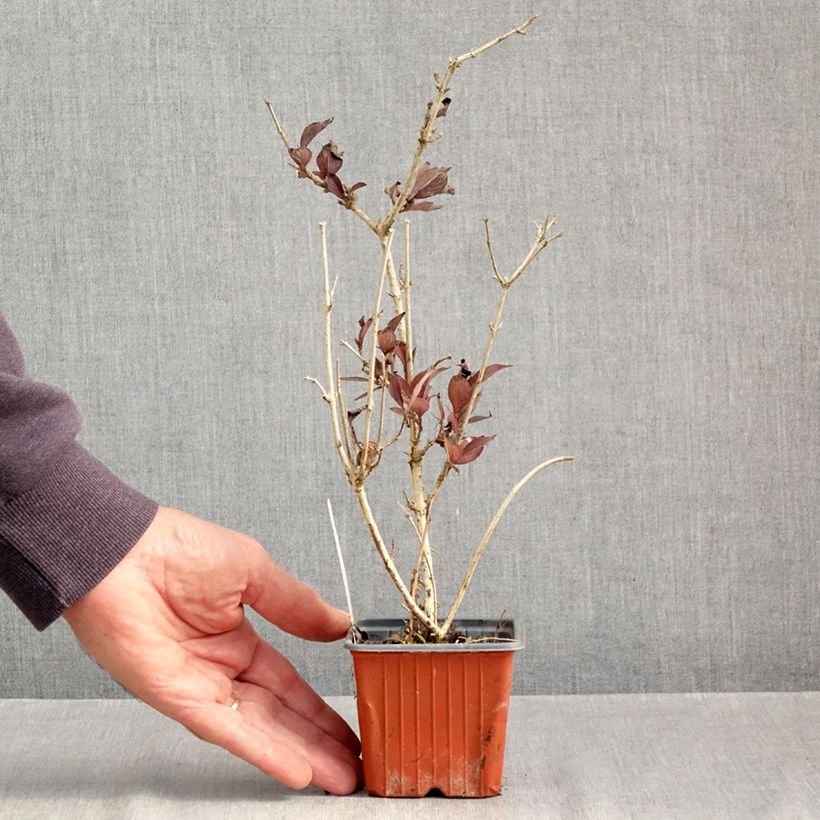 Esimerkki syksyllä toimitetusta Komeakotakuusama Foliis Purpureis 8/9 cm taimiruukku-taimesta
