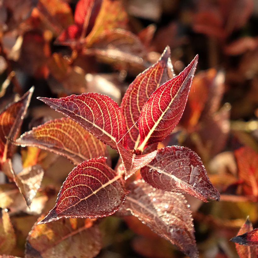 Komeakotakuusama Foliis Purpureis (Lehvistö)