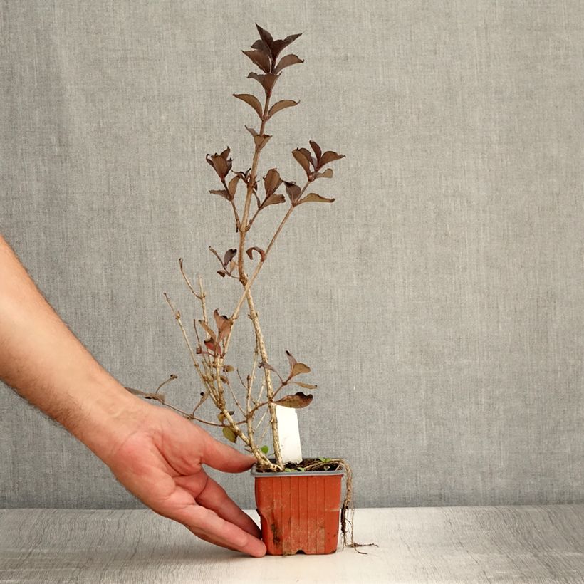 Esimerkki kesällä toimitetusta Komeakotakuusama Foliis Purpureis Godet de 8/9 cm-taimesta