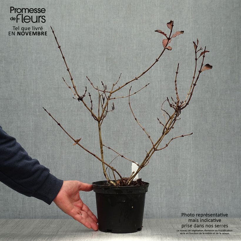 Esimerkki syksyllä toimitetusta Komeakotakuusama Foliis Purpureis 2 litran/3 litran ruukku-taimesta